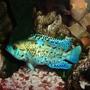 freshwater fish - nandopsis octofasciatum - electric blue jack dempsey stocking in 55 gallons tank - ebjd