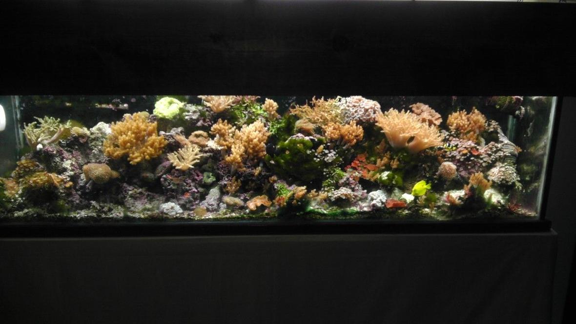 125 gallons reef tank (mostly live coral and fish) - 125 reef aquarium