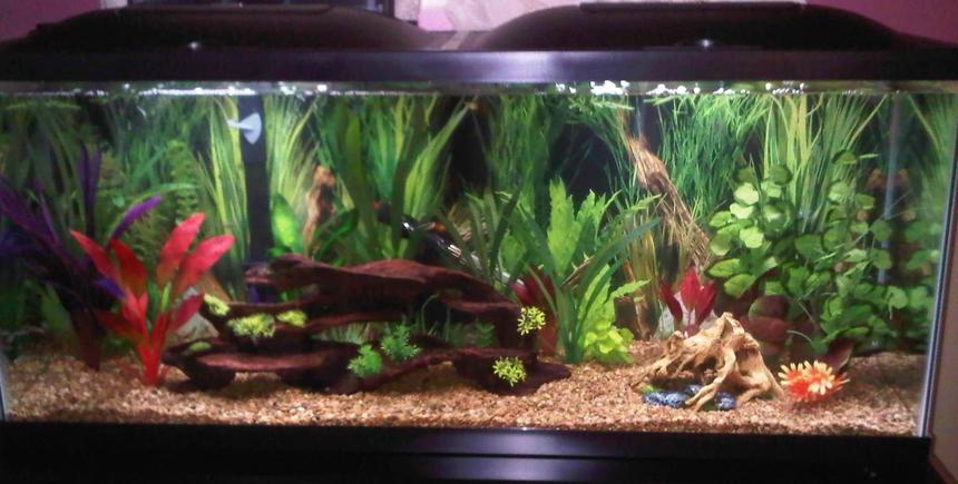 Rated #38: 55 Gallons Freshwater Fish Tank - 55gal Starter Tank