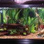 55 gallons freshwater fish tank (mostly fish and non-living decorations) - 55gal Starter Tank