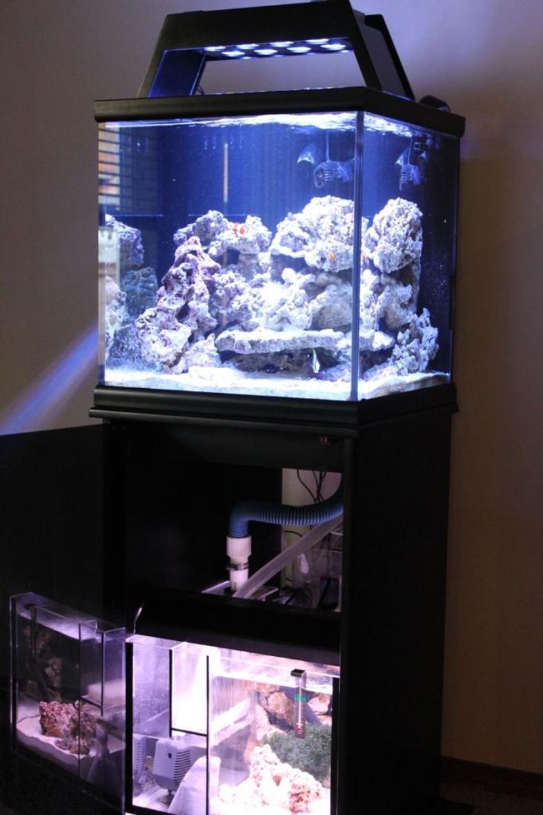 35 gallons saltwater fish tank (mostly fish, little/no live coral) - front view