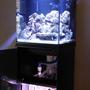 35 gallons saltwater fish tank (mostly fish, little/no live coral) - front view