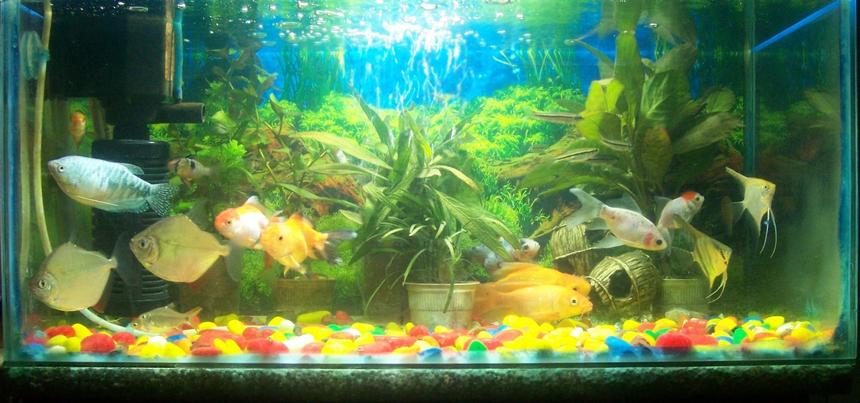 Rated #3459: 12 Gallons Freshwater Fish Tank - My Favourite Hobby