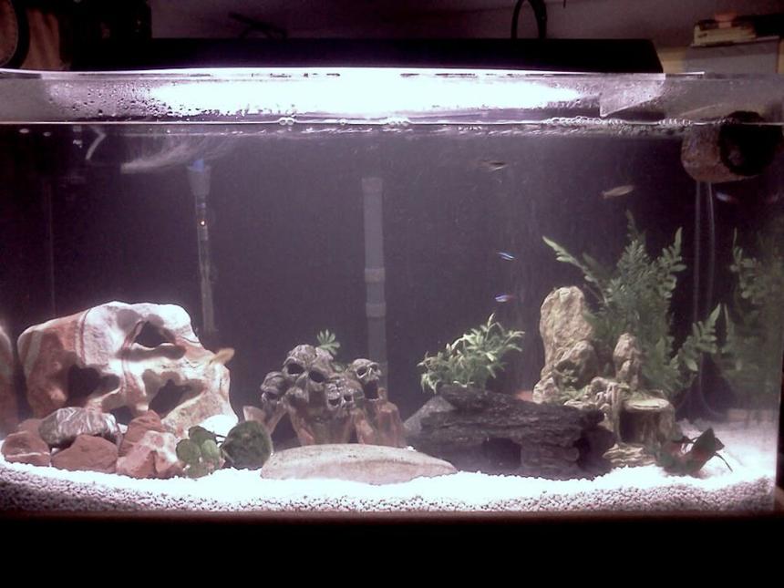Rated #2483: 35 Gallons Freshwater Fish Tank - My current fish tank set up