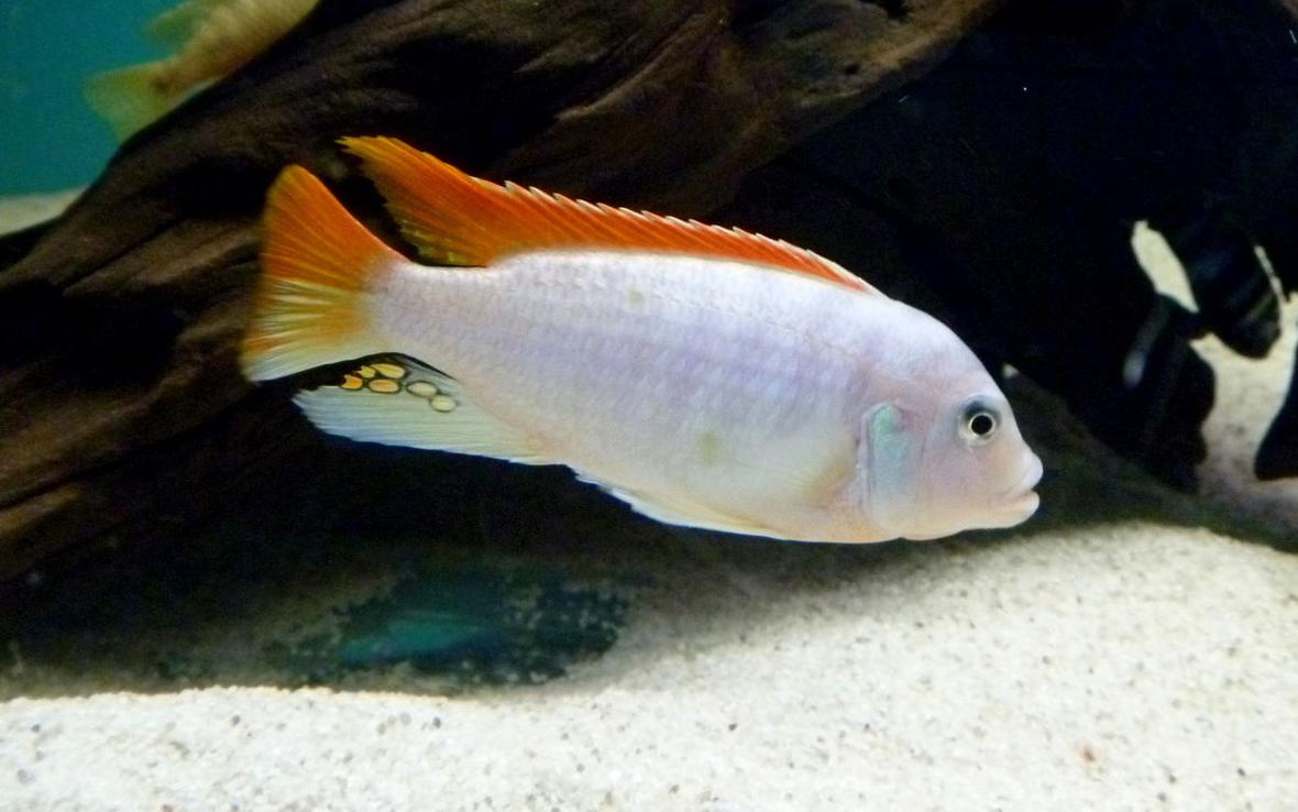 freshwater fish - metriaclima greshakei - ice blue red top zebra stocking in 135 gallons tank - Metriaclima Greshakei or Red Top Ice Blue Zebra