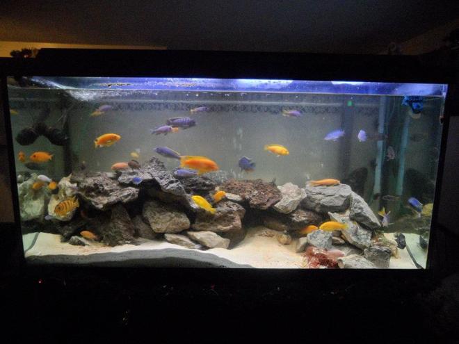 90 gallons freshwater fish tank (mostly fish and non-living decorations) - Lake Malawi Mbuna Reef Tank
90 Gal
48"x18"x24"
Hard Water with salt buffer
200lbs of various real rock
aragonite, crushed coral and live sand mix
1 flourescent tube
3 LED light bubblers
1 bubble snake
Rena Digital Heater
XP3 canister filter
LED Day/Moon light 
Deep Water airpump
Day/Night Timer

Residents

Red Zebra
Yellow Zebra
Yellow Lab
Red Top Kimpuna
Yellow Tail Acei
Kenyi
Afra Cobue
Albino Socolofi
Mixed Blue
Kimpuna/Yellow Lab mix
Yellow Zebra/Red Zebra Mix
Elec Blue Hap Male
Sturtigranti Peacock Female
Black Zebra Convict
Pink Convict
Albino Chinese Algae Eater
Sail FIn Pleco
Bristlenose Pleco
Weather loach
