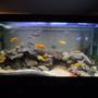 90 gallons freshwater fish tank (mostly fish and non-living decorations) - Lake Malawi Mbuna Reef Tank 90 Gal 48"x18"x24" Hard Water with salt buffer 200lbs of various real rock aragonite, crushed coral and live sand mix 1 flourescent tube 3 LED light bubblers 1 bubble snake Rena Digital Heater XP3 canister filter LED Day/Moon light Deep Water airpump Day/Night Timer Residents Red Zebra Yellow Zebra Yellow Lab Red Top Kimpuna Yellow Tail Acei Kenyi Afra Cobue Albino Socolofi Mixed Blue Kimpuna/Yellow Lab mix Yellow Zebra/Red Zebra Mix Elec Blue Hap Male Sturtigranti Peacock Female Black Zebra Convict Pink Convict Albino Chinese Algae Eater Sail FIn Pleco Bristlenose Pleco Weather loach
