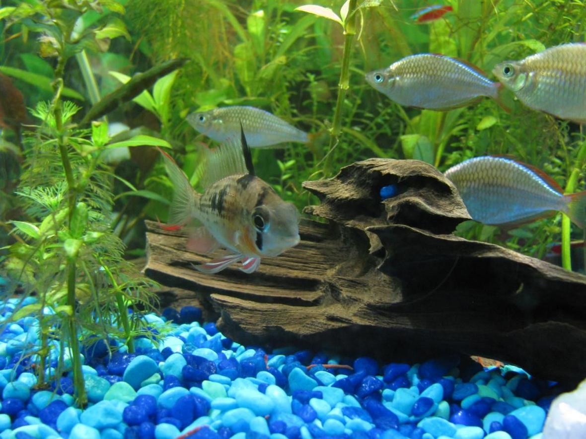 freshwater fish - microgeophagus altispinosa - bolivian ram stocking in 13 gallons tank - my bolivian ram with dwarf neon rainbows in background