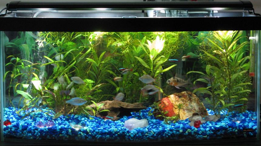 Rated #63: 13 Gallons Freshwater Fish Tank - 13 gallon bowfront