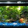 13 gallons freshwater fish tank (mostly fish and non-living decorations) - 13 gallon bowfront