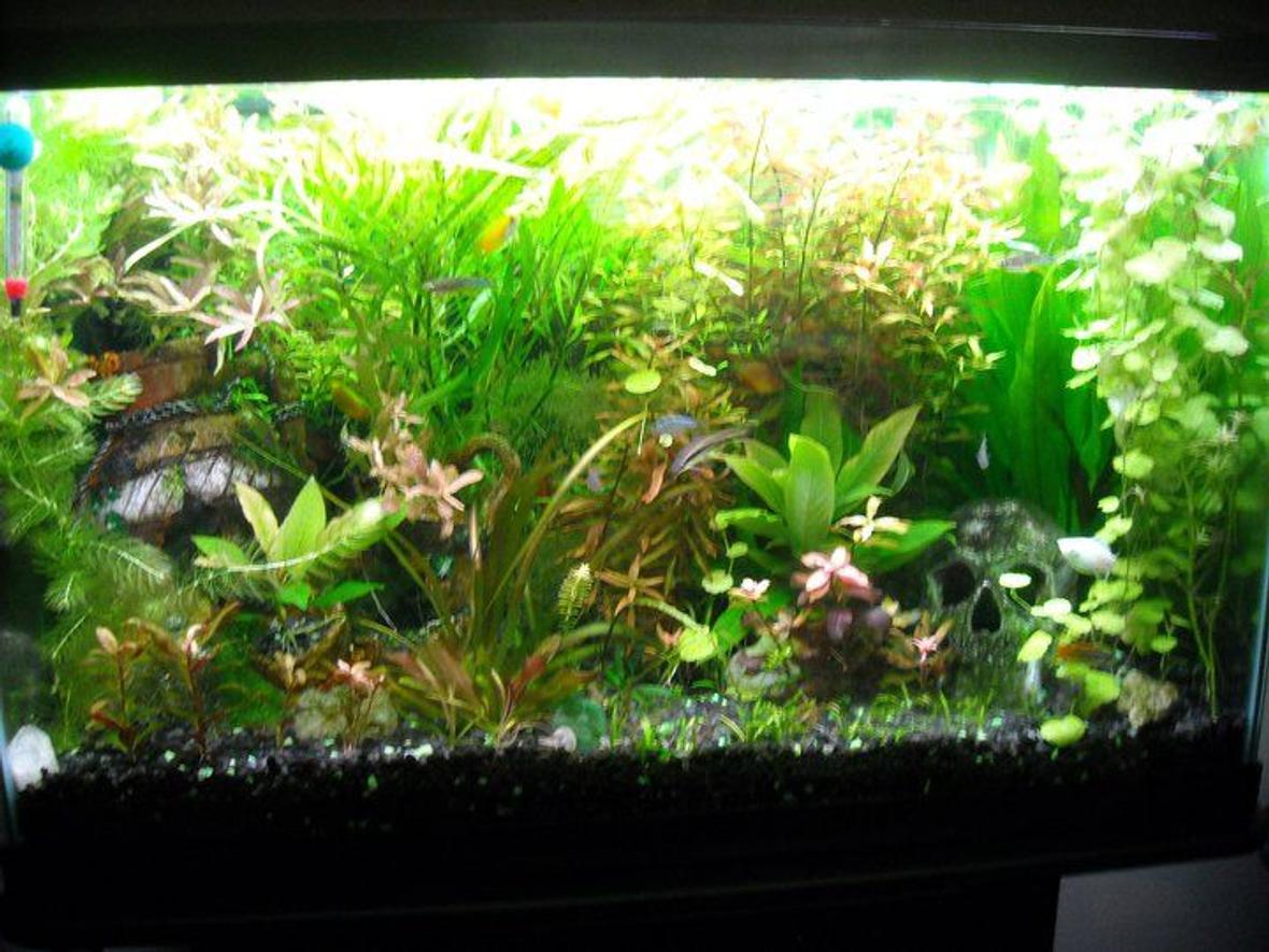 40 gallons planted tank (mostly live plants and fish) - Hope it works this time