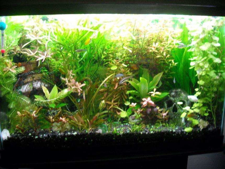 Rated #25: 40 Gallons Planted Tank - Hope it works this time