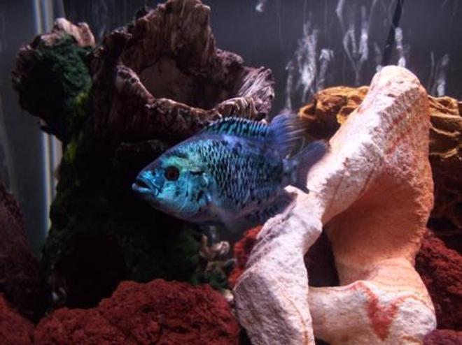 freshwater fish - nandopsis octofasciatum - electric blue jack dempsey stocking in 55 gallons tank - electric blue jd