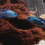 freshwater fish - nandopsis octofasciatum - electric blue jack dempsey stocking in 55 gallons tank - blues brothers