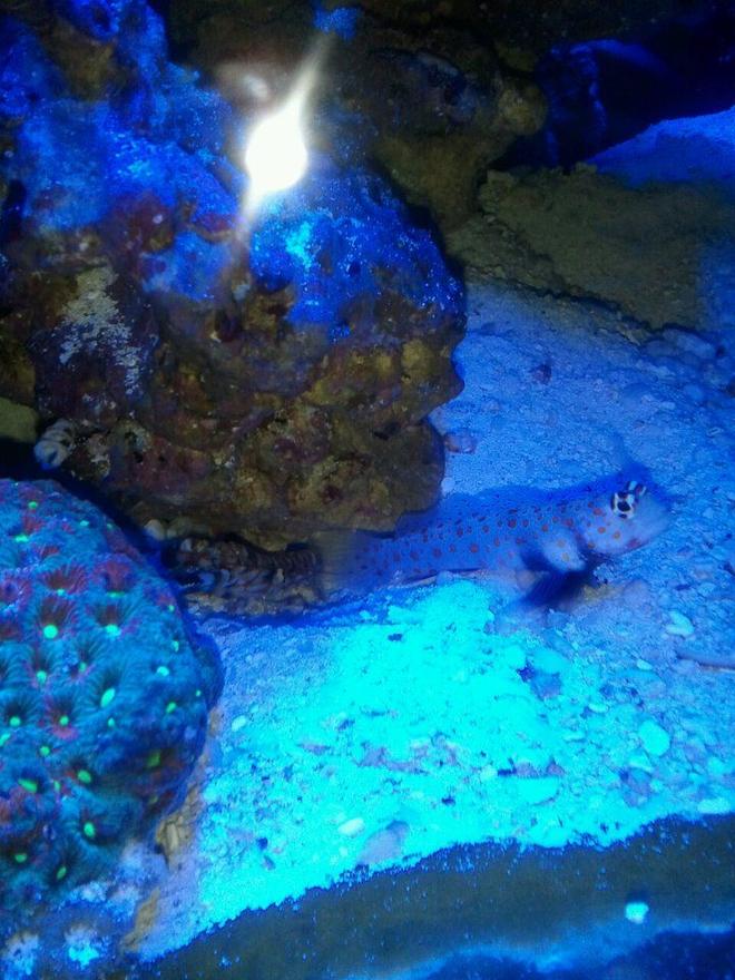 saltwater fish - amblyeleotris guttata - orange spotted goby stocking in 60 gallons tank - orange spotted goby paired with pistol shrimp.