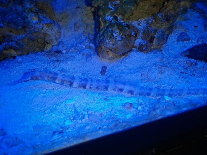 saltwater fish - corythoichthys sp. - dragonface pipefish stocking in 60 gallons tank - drangon pipe fish