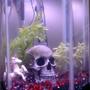 12 gallons freshwater fish tank (mostly fish and non-living decorations) - Our first attempt at an aquarium... fish are kind of hard to see.