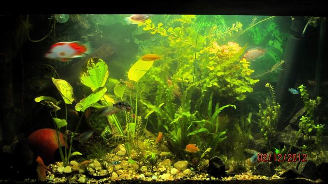 90 gallons planted tank (mostly live plants and fish) - updated with new plants