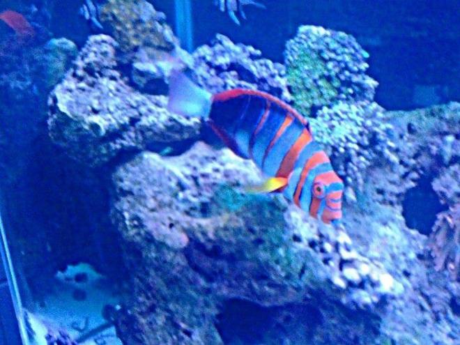 saltwater fish - choerodon fasciatus - harlequin tusk stocking in 120 gallons tank - Harlequin TuskFish