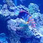 saltwater fish - choerodon fasciatus - harlequin tusk stocking in 120 gallons tank - Harlequin TuskFish