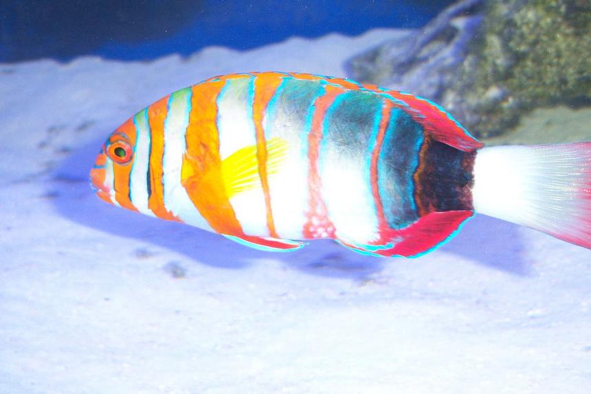 Rated #3: Saltwater Fish - Choerodon Fasciatus - Harlequin Tusk Stocking In 180 Gallons Tank - Harlequin Wrasse