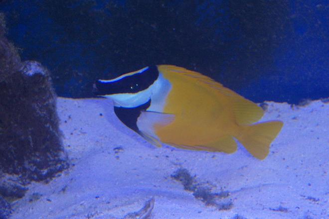 saltwater fish - siganus vulpinus - foxface lo stocking in 180 gallons tank - Fox Face