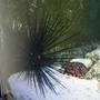 corals inverts - diadema setosum - longspine urchin, black stocking in 180 gallons tank - Long Spine Urchin