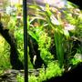 63 gallons planted tank (mostly live plants and fish) - Latest photo of my October 2011 aquascape