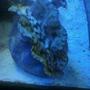 corals inverts - tridacna squamosa - squamosa clam stocking in 2 gallons tank - my clam