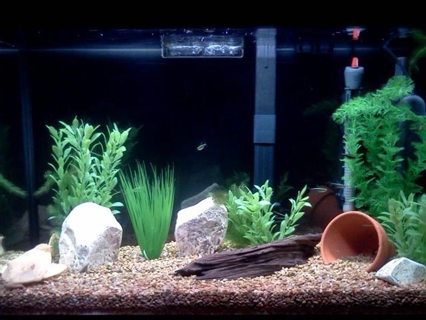 Rated #71: 29 Gallons Freshwater Fish Tank - Wannabe planted aquarium