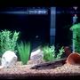 29 gallons freshwater fish tank (mostly fish and non-living decorations) - Wannabe planted aquarium