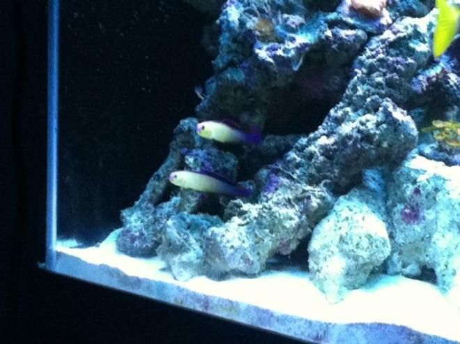 saltwater fish - nemateleotris decora - firefish, purple stocking in 90 gallons tank - Our Purple Firefish Couple