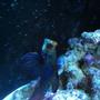 saltwater fish - synchiropus splendidus - green mandarin stocking in 90 gallons tank - Dragonet