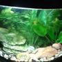 5 gallons planted tank (mostly live plants and fish) - My little tank