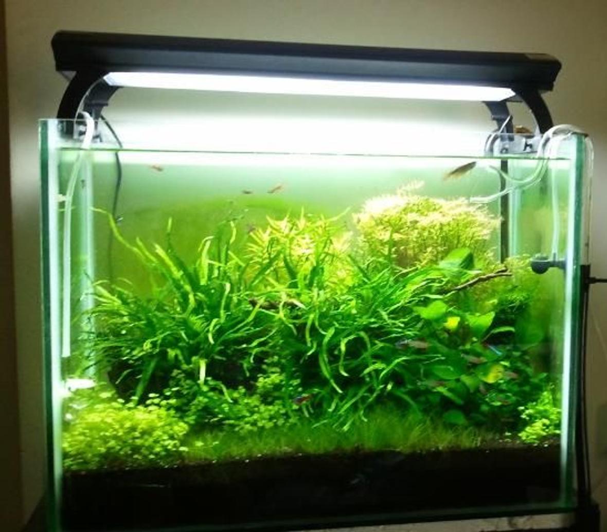 28 gallons planted tank (mostly live plants and fish) - nature H2O