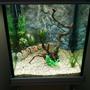 43 gallons freshwater fish tank (mostly fish and non-living decorations) - 2nd attempt
