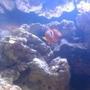 fish tank picture - first 3 weeks in