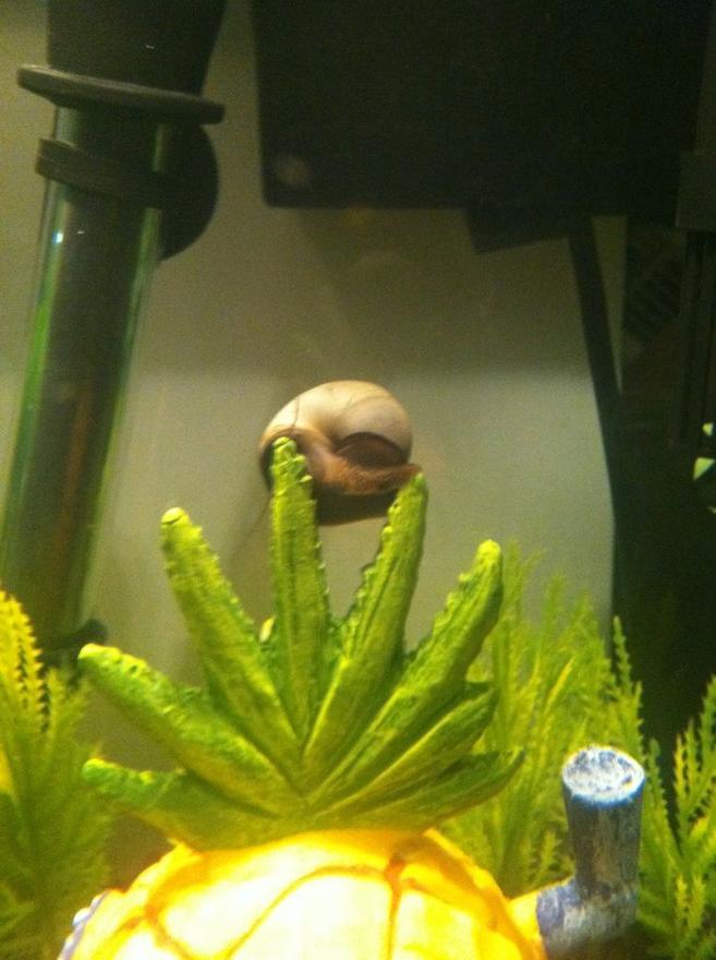 corals inverts - pomacea bridgesii - mystery snail stocking in 10 gallons tank - My Mystery Snail. His name is Gary as a reference to the Spongebob Squarepants tank theme.