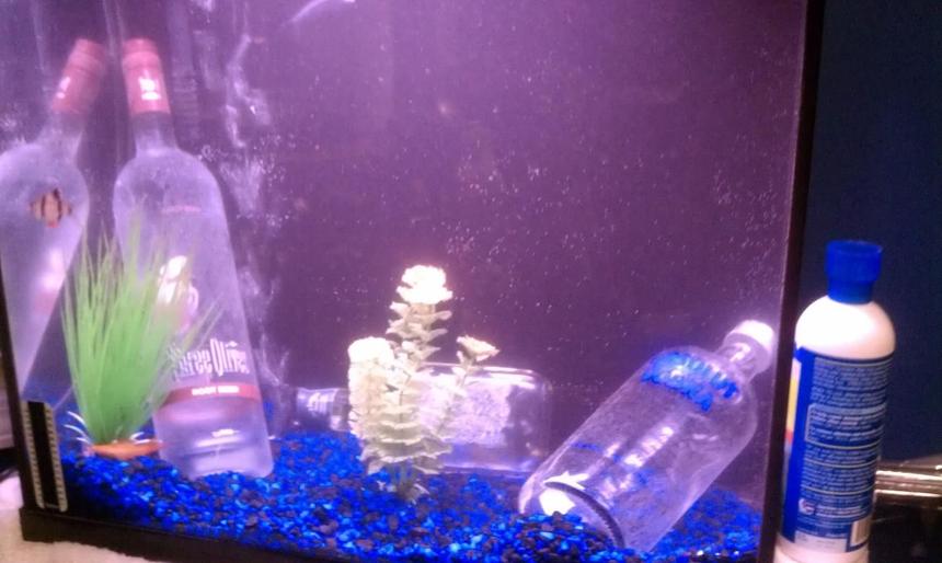 Rated #4247: 15 Gallons Freshwater Fish Tank - My dedication to getting CRRRUUUUUUUNK!