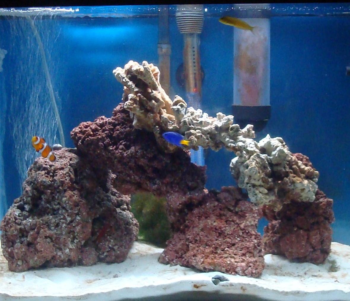 20 gallons saltwater fish tank (mostly fish, little/no live coral) - 20 gallon
