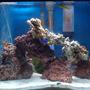 20 gallons saltwater fish tank (mostly fish, little/no live coral) - 20 gallon