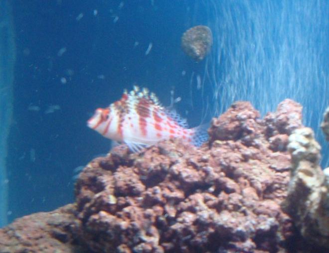 saltwater fish - cirrhitichthys falco - falco hawkfish stocking in 20 gallons tank - hawkfish