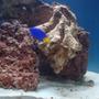 saltwater fish - chrysiptera parasema - yellowtail damselfish stocking in 20 gallons tank - damsel