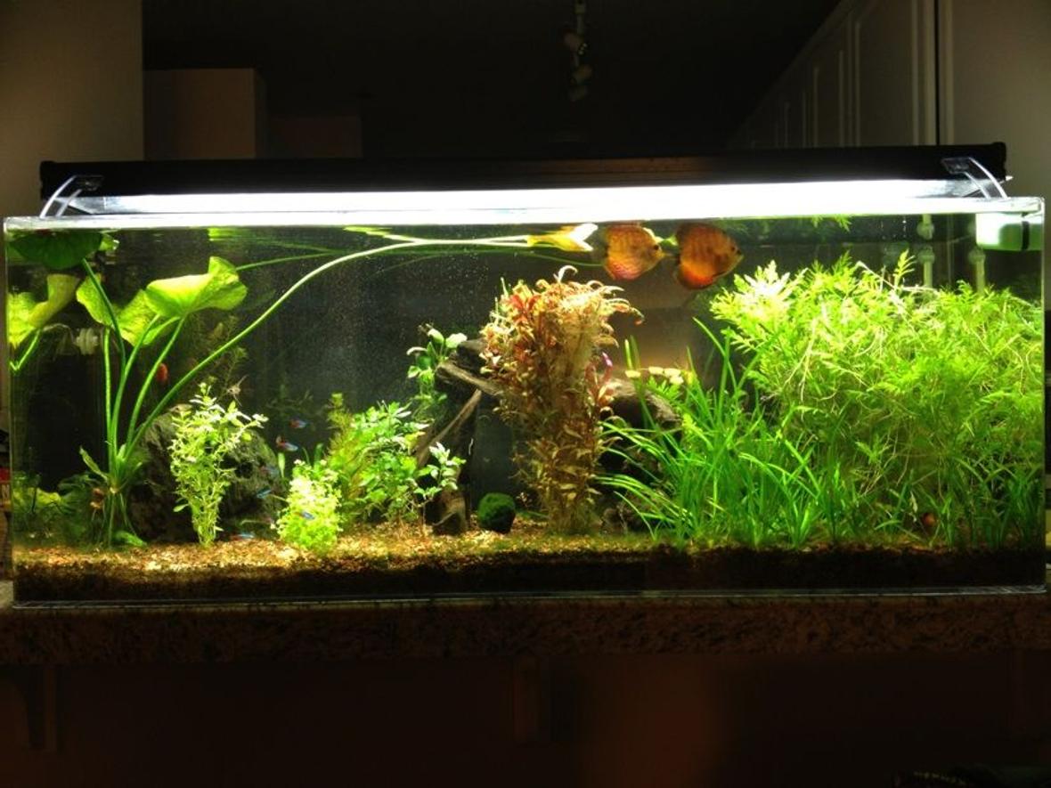 60 gallons planted tank (mostly live plants and fish) - 60gal ("Pass Through")