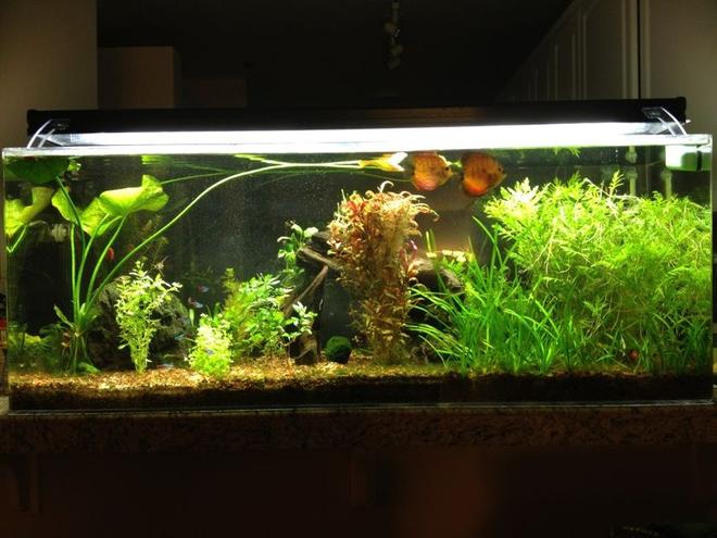 60 gallons planted tank (mostly live plants and fish) - 60gal ("Pass Through")