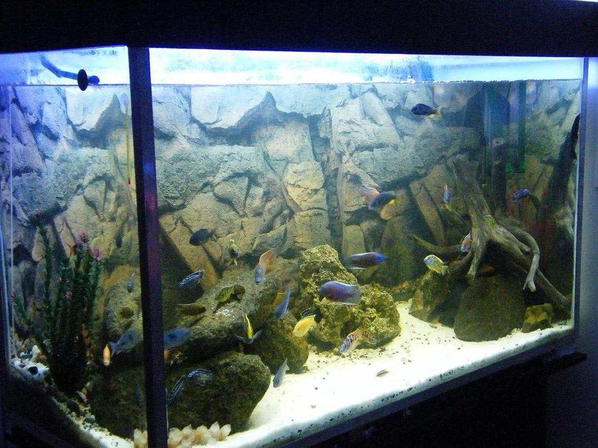 150 gallons freshwater fish tank (mostly fish and non-living decorations) - My 150Gal(600L) African Cichlid aquarium.