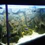 150 gallons freshwater fish tank (mostly fish and non-living decorations) - My 150Gal(600L) African Cichlid aquarium.