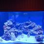 10000 gallons reef tank (mostly live coral and fish) - tank
