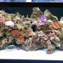 90 gallons reef tank (mostly live coral and fish) - 90g reef