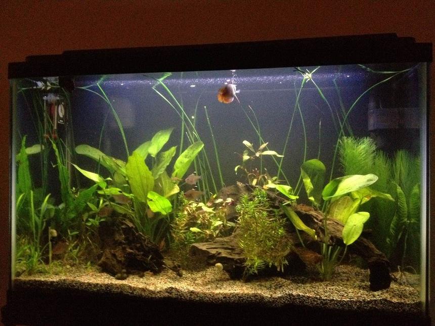 Rated #33: 29 Gallons Planted Tank - Just a quick picture. See the Gourami up top and several of the Tetras near the middle.